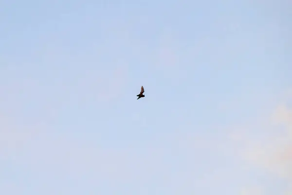 Wittelsbach 하늘에서 사이에 박쥐는 빨간색 — 스톡 사진