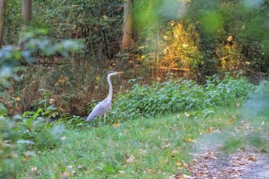 Sabah Augsburg yakınlarındaki Siebenbrunn 'daki Brunnenbach' ta bir balıkçıl duruyor.