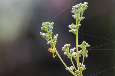 Augsburg yakınlarındaki Siebenbrunn ormanındaki bir çayır bitkisinin kıvamında değişken bir yengeç örümceği.