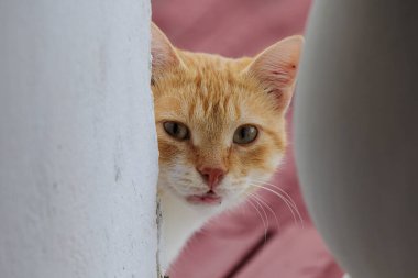 Korfu 'daki kızıl saçlı bir ev kedisi balkonda yemek için yalvarıyor.