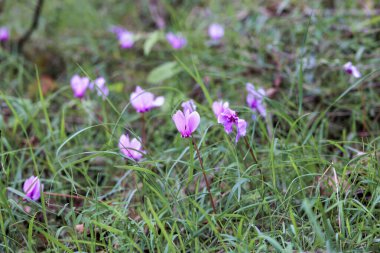 Korfu adasında vahşi Yunan siklamenleri