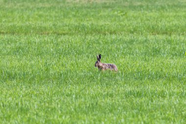 Yeşil bir çayırda kahverengi bir tavşan ördek yer ve çayır otlarını yer.