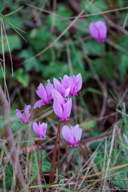 Korfu adasında vahşi Yunan siklamenleri