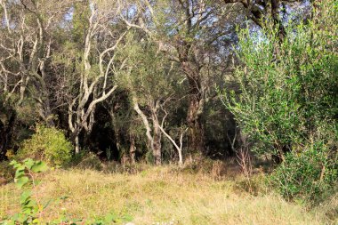 Paleokastrites yakınlarındaki Korfu adasında bir zeytin ağacı ormanı.