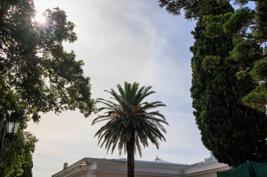 Korfu adasındaki Achilleion 'un süs bahçesindeki palmiye yapraklarının tüyleri.