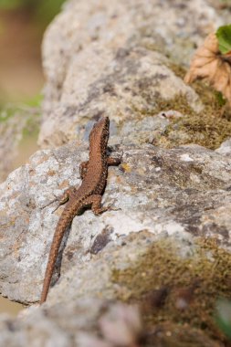 Corfu adasındaki Achileion 'da bir palmiye ağacının kabuğunda kertenkele.