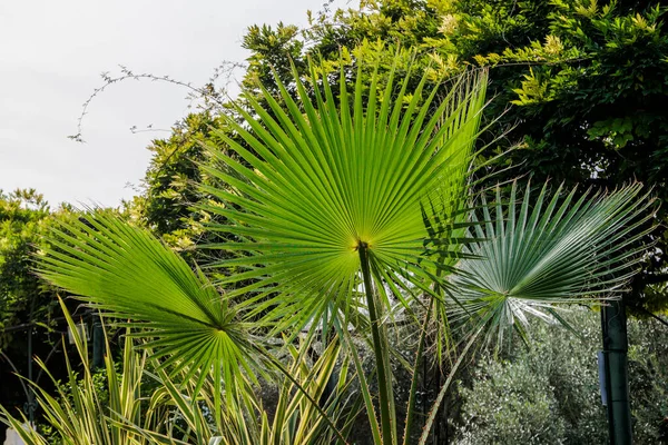 Feathered leaves of a palm tree in the ornamental garden of the Achilleion on the island of Corfu