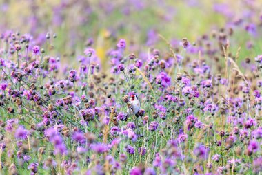 Saka kuşu mavi devedikenlerle dolu bir tarlada saklanmış tohumlarını yiyor.