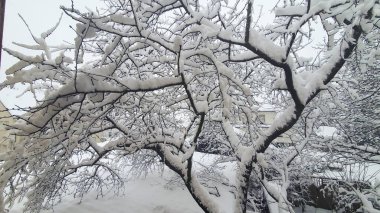 Bavyera 'da kışın başlangıcından sonra bir ağacın çıplak dalları karla kaplı.