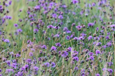 Mavi devedikenlerle dolu bir tarla