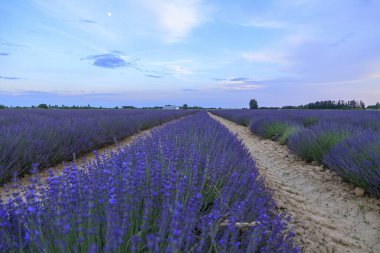 Akşam Carmarque Aigues-Mortes yakınlarında bir lavanta tarlası.