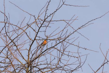 Bir erkek ispinoz, Augsburg 'un en küçük bölgesi olan Siebenbrunn' daki bir ağacın dallarında oturur.