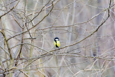 Great tit in the bare branches of a bush in Siebenbrunn, the smallest district of the Fugger city of Augsburg, on a winter's day with a blue sky