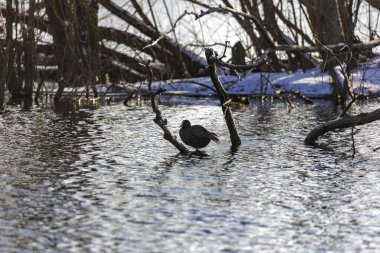 Soğuk bir kış gününde Mering yakınlarında mavi gökyüzü olan kuğular ve su kuşlarıyla Kuğu Gölü 'ne bakın.