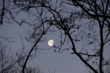 Dolunayı süpürüyor Ocak ayında Siebentischwald 'da çıplak dalları siliyor Augsburg Siebenbrunn yakınlarında