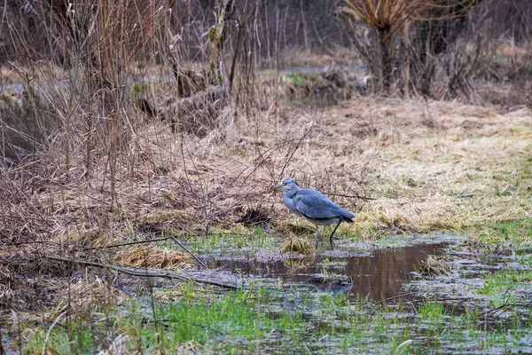 A grey heron stands next to willows on the Brunnenbach stream in Siebenbrunn during high water in the rain