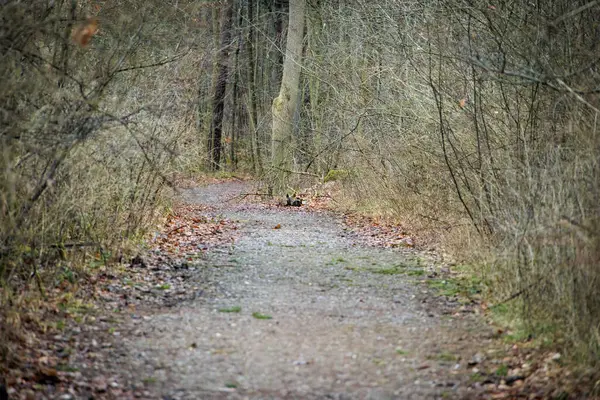 Forest path without snow in January with bare branches in Siebenbrunn near Augsburg