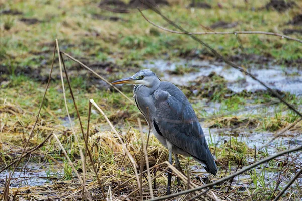 A grey heron stands next to willows on the Brunnenbach stream in Siebenbrunn during high water in the rain