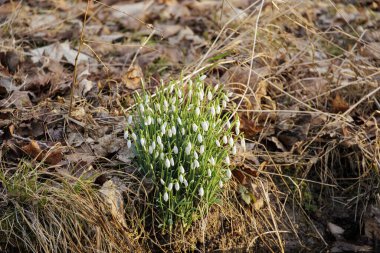 İlk kar damlası Şubat ayında Siebenbrunn 'daki bir derede çiçek açtı.