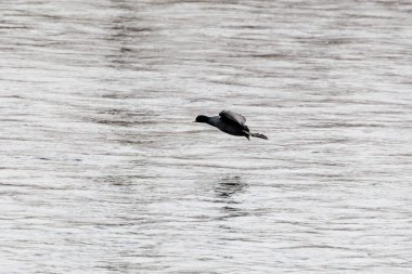 Augsburg 'un Goggingen bölgesindeki Wertach nehrinin üzerinden bir yaban ördeği uçuyor.