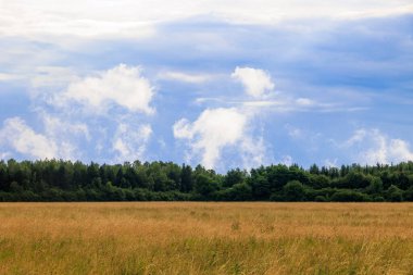 Bulutlu bir günde Augsburg yakınlarındaki Siebenbrunn 'daki ormanın kenarındaki meyve bahçesine bakın.