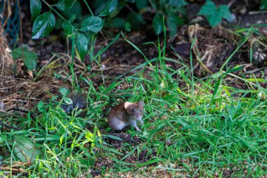 Kırmızı sırtlı küçük bir tarla faresi orman zeminindeki çimlerde yiyecek arıyor.