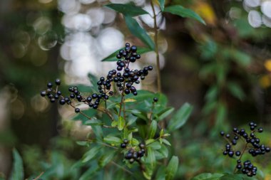 Siyah böğürtlenler canlı bir arka plana karşı
