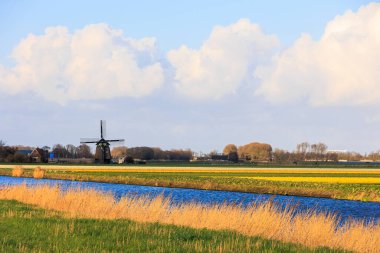 Hollanda 'da drenaj kanalı, çiçek açan lale tarlaları ve Alkmaar yakınlarındaki yel değirmeni ile manzara