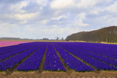 Hollanda 'da Alkmaar yakınlarındaki Gökkuşağının önünde açan lale ve çiçek tarlaları,