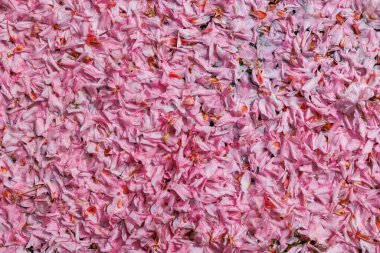 Solmuş pembe süslemeli kiraz çiçekleri Yapraklar yerde renkli bir halı oluşturur