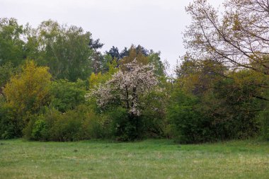 Durrenast Heathland 'da yürüyüş parkurunda. Augsburg' un Fugger şehrinin şehir ormanında.