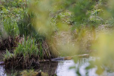 Augsburg 'un Fugger şehrinin şehir ormanındaki Durrenast Heath' de Brunnenbach deresinin kıyısında bir kunduz tarafından kemirilmiş ağaç gövdesi.