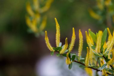 Söğüt salkımının çiçekleri Brunnenbach deresinin kıyısında Durrenast Heath 'de Fugger şehri Augsburg' un belediye ormanında.