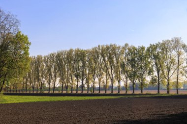 Kavak bulvarı, Augsburg yakınlarındaki Wellenburg yakınlarındaki bir kır şeridi. Baharın güneşli bir gününde çayırlar ve tarlalar arasında.