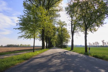 Güneş ışınları Augsburg yakınlarındaki Wellenburger Bulvarı 'ndaki bir yaz kireç ağacının yaprakları arasında parlıyor.
