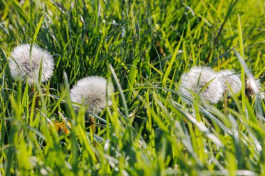 Dandelion seed heads with their umbrellas form the dandelion flower clipart