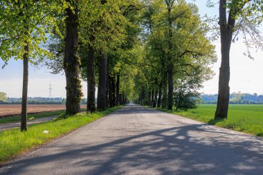 Güneş ışınları Augsburg yakınlarındaki Wellenburger Bulvarı 'ndaki bir yaz kireç ağacının yaprakları arasında parlıyor.