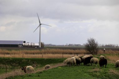 Hollanda 'da bulutlu bir günde rüzgâr türbinlerinin altında otlayan koyunlar.