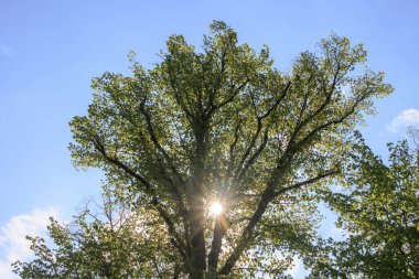 Rays of sunshine shine through the leaves of a summer lime tree in Wellenburger Avenue near Augsburg clipart