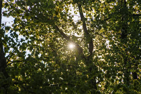 stock image Rays of sunshine shine through the leaves of a summer lime tree in Wellenburger Avenue near Augsburg