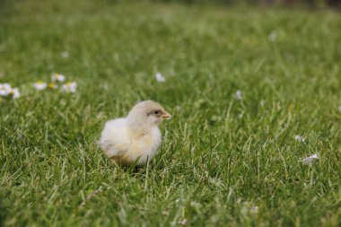 Sundheimer tavuğunu çimenlerdeki papatyaların arasına yakın tut.