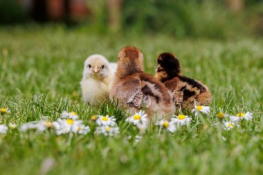 Bielefelder Bornheimer ve Sundheimer çimenlerdeki papatyaların arasında tavuk yavruları