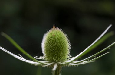 Weaver kart devedikeni ormandaki bulanık karanlık arka plana karşı