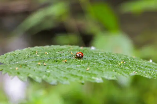 Stock image Close up of a ladybug sitting on a stinging nettle leaf with shallow depth of field