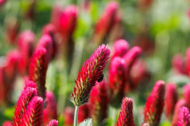 Bavyera 'da Prittrich yakınlarındaki bir tarlada kırmızı çiçek açan yonca, arı otlağı gibi.