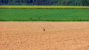 Arka planda taze filizlenen tahıl sapları, çayırları ve ormanı olan bir tarlada bir tavşan.
