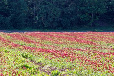 Red flowering incarnate clover in a field near Prittriching in Bavaria as bee pasture clipart