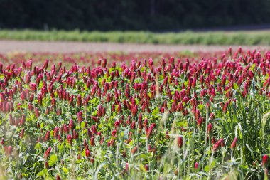 Red flowering incarnate clover in a field near Prittriching in Bavaria as bee pasture clipart