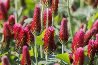 Bavyera 'da Prittrich yakınlarındaki bir tarlada kırmızı çiçek açan yonca, arı otlağı gibi.