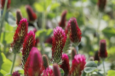 Bavyera 'da Prittrich yakınlarındaki bir tarlada kırmızı çiçek açan yonca, arı otlağı gibi.